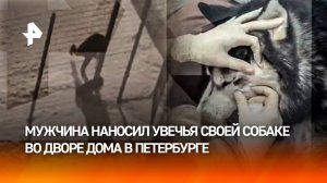 Жесткие кадры! Мужчина жестоко избил хаски во дворе дома в Петербурге – волонтеры вычислили живодера