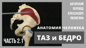 ТАЗ И БЕДРО. Анатомия человека. Видеоатлас Acland. Русский перевод А. Пилюгина. Фильм 2.1