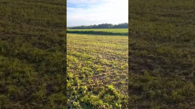 Русское поле - пашу, как трактор #ферма #сено #сельскоехозяйство #люцерна #владимирскаяобласть