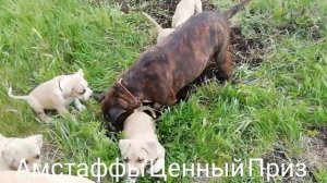11 амстаффов в чистом поле. Питомник Ценный Приз.
