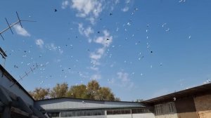 Голуби 1000 шт неудачный гон