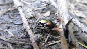 Poecilus versicolor, Veelkleurige Kielspriet, De Brand, Udenhout, NB, the Netherlands, 13 Apr 2024