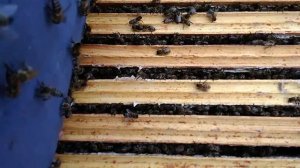 Март 2018г Откапываем пчел. Ставим пергу.