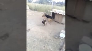 Бой петуха и собаки.