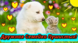 Кошки и собаки дружная семейка!