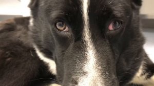 Горизонтальный нистагм у собаки // Horizontal nystagmus in a dog