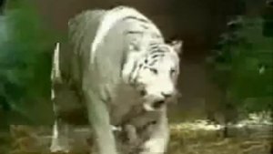 Бекхан   Вожак