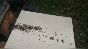 Улей Варре. Противороевой метод.