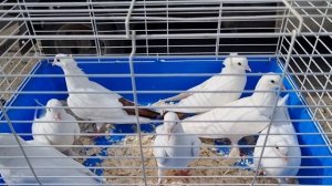 Голуби цены Птичий рынок г Прохладный-ч1