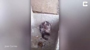 Житель ПЕРУ снял крысу или нутрию, которая спокойно намыливалась мылом