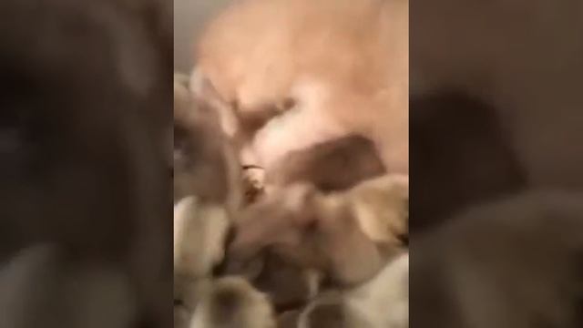 Котёнок напал на стаю утят, но был загнан в угол