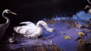 Музей природы Беловежской пущи