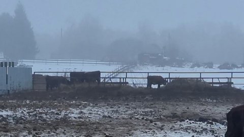 Зимовка Герефордских Бычков