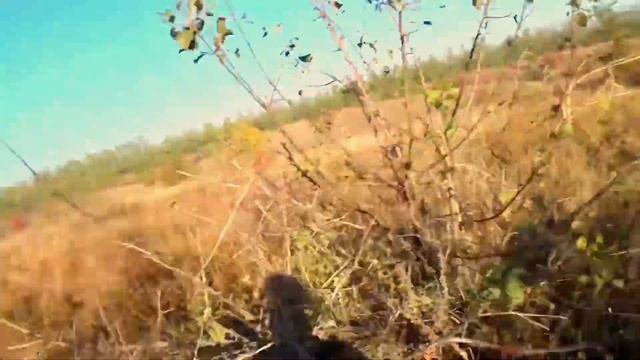 Эпаньоль Бретон Нора работа по фазану смотреть онлайн