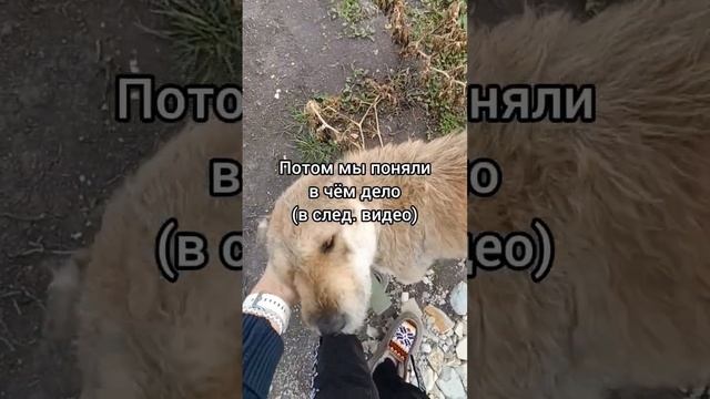 Что с собакой #домнаюге #собака #деревенскаяжизнь #животные #станица #строимдом #дача #волга