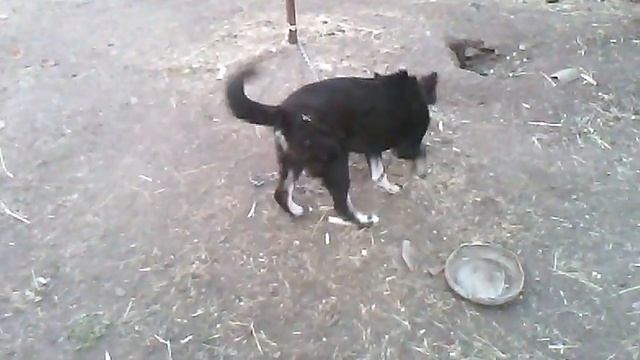 Собака МЕГАПРИКОЛ. СМОТРЕТЬ ВСЕМ. РЖАКА 2015 смотреть онлайн