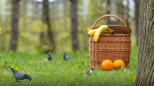 Игры для кошек