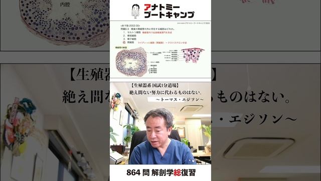 【 #国試1分道場 ・生殖器系】精巣の精細管の外に存在する細胞はどれか。　１．セルトリ細胞　２．精祖細胞　３．精子細胞　４．間細胞 #かずひろ先生 #解剖学