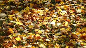 04. 04. Зинаида Миркина. Избранное.