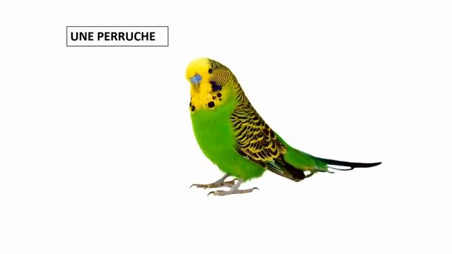 DÉCOUVRIR LES ANIMAUX DOMESTIQUES