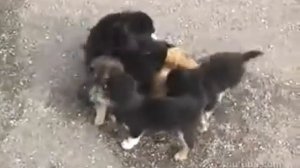 Злые собаки напали на кота  Приколы