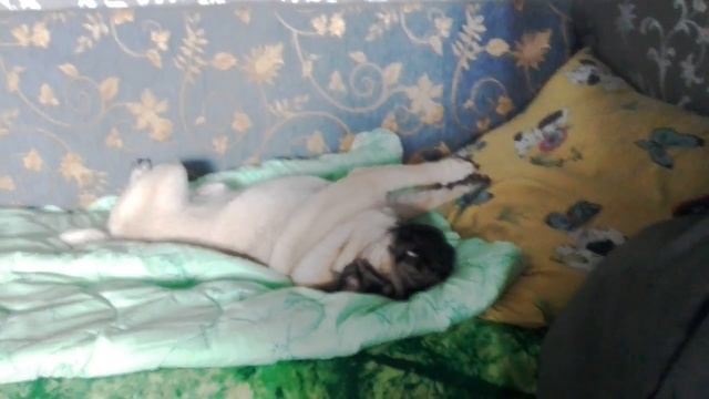 Собака угарает смотреть онлайн