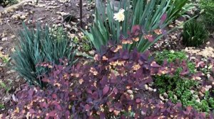 ЭФФЕКТНЫЕ БАРБАРИСЫ. ЛЮБИМЫЕ СОРТА.