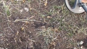 Закрытие сезона металлоискатели TX 960 & T 90