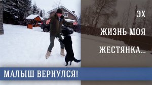 Пес Малыш. Поцелуй меня удача