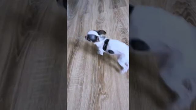 Я пранканул свою собаку смотреть онлайн