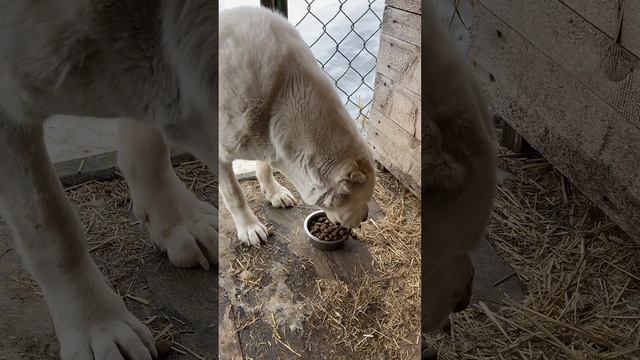 Кормим собаку #dog #собака #алабай