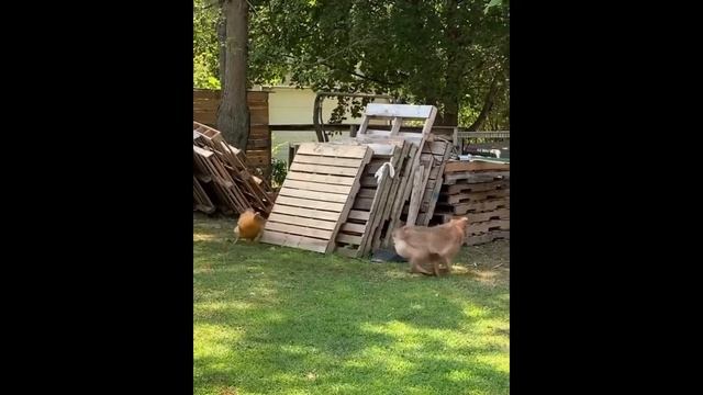 Собака играет с курицей смотреть онлайн