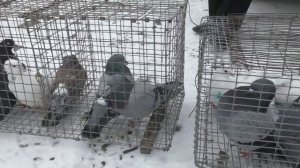 19.01.20. Птичий рынок г. Пятигорск ч 2.The bird market in Pyatigorsk, part 2.