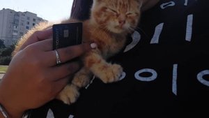 Летний кошкопад  на канале ЗооЖиза🤪