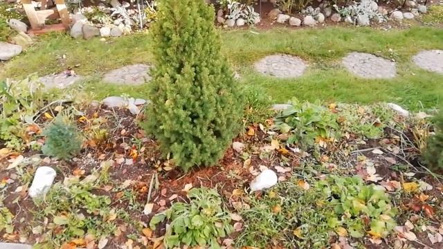 Как я строю зимние ДОМИКИ для роз. Подготовка роз к зимовке, Часть 2.