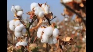 DADAXON HASANOV - QARZING KO'PMISH DAVLATDAN