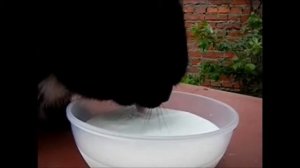 Как пьют кошки