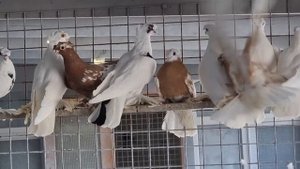 Кто ищет тот найдет-Голуби коллекция