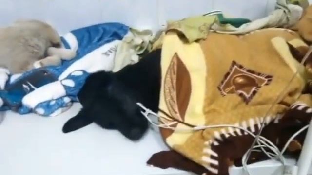 В Благовещенске отравили щенков. смотреть онлайн