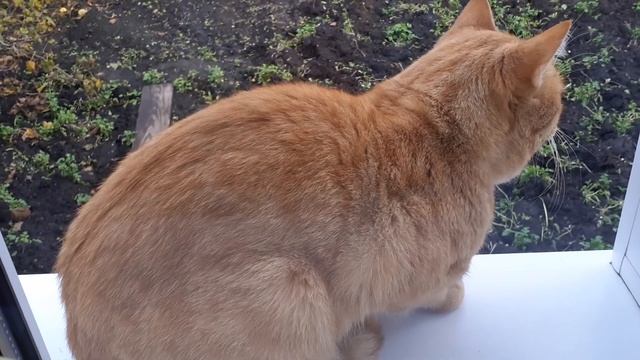 Рыжик в гостях/жизнь банды/МОИ ЗВЕРЁНЫШИ/КОТ, ШИНШИЛЛА И СОБАКА. смотреть онлайн