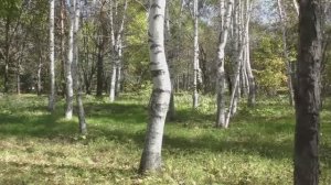 Берёзоньки берёзки