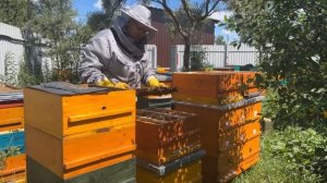УВИЛИЧИВАЕМ ПАСЕКУ В ТРОЕ. ОТВОДКИ