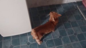 Классное видео о рыжем коте.