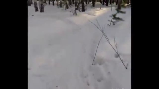 Алабай охота на волков.
