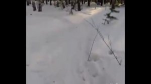 Алабай охота на волков.