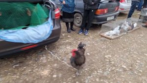 Голуби цены Птичий рынок г Пятигорск-ч3