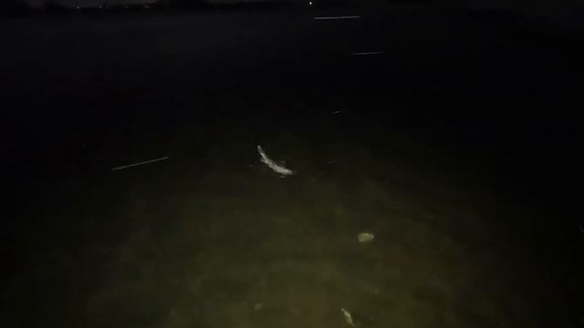 Ловля СУДАКА на ВОБЛЕРЫ ночью! СПИННИНГ НА МОСКВА-РЕКЕ! Зимний спиннинг! Рыбалка в НОЯБРЕ, Чулково! смотреть онлайн