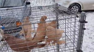 24.02.19. Птичий рынок г.Кропоткин заключительная часть. The bird market Kropotkin final part.