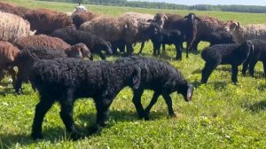 Наша ферма: ягнята и овцематки на пастбище