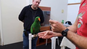 The Emotional Intelligence of Eclectus Parrots